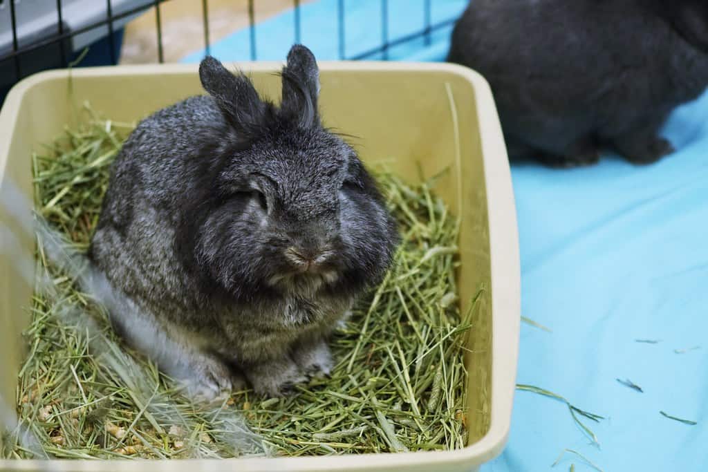 Rabbit in a clean litter box with proper bedding material