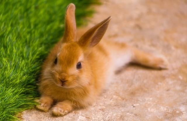 Owner sitting on the floor offering a treat to build trust with their rabbit