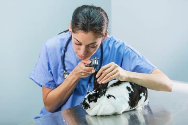 A veterinarian examining a rabbit's teeth to check for dental problems that could cause pellet refusal