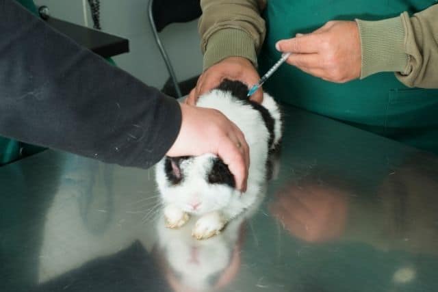 A sick white rabbit in a veterinary office being treated for digestive issues causing poopy butt.