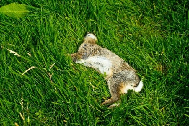 A dead wild rabbit found in a field that may carry infectious diseases