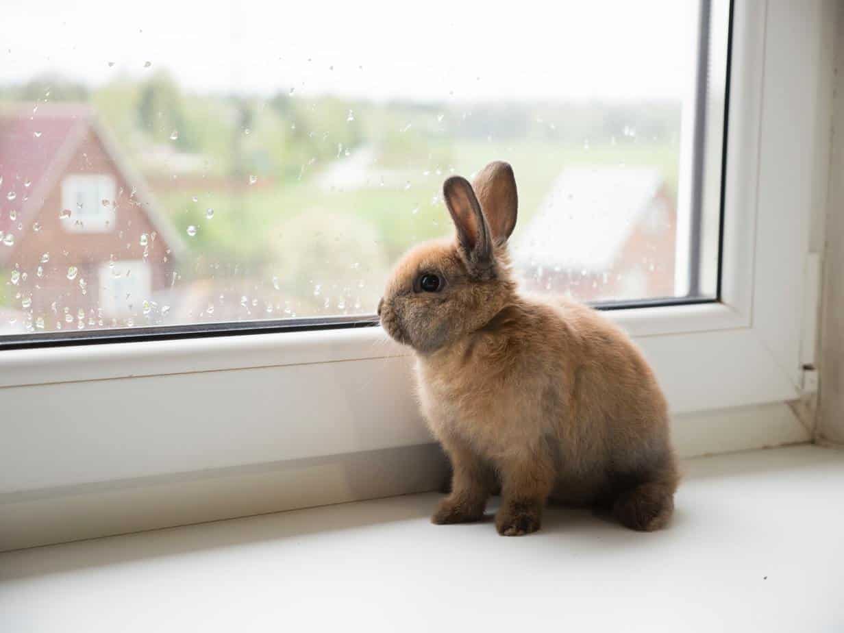 Do Apartments Allow Rabbits?