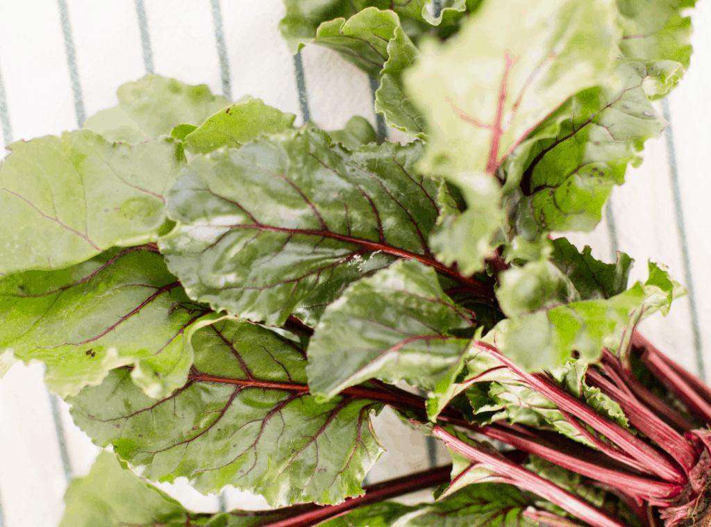 Fresh beet greens with leafy tops suitable for feeding rabbits