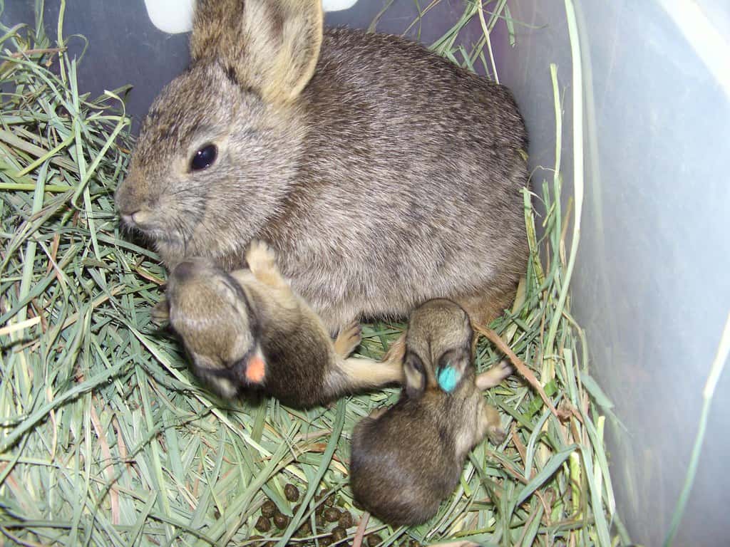 A rabbit that's just given birth nursing her kits.