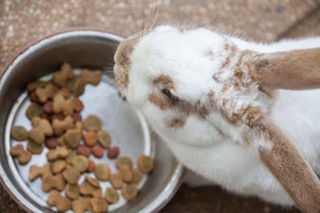 A white New Zealand rabbit ignoring pellets in its food bowl while eating hay nearby