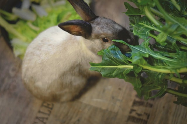 How Much Food Should I Feed My Rabbit a Day? Complete Daily Feeding Guide