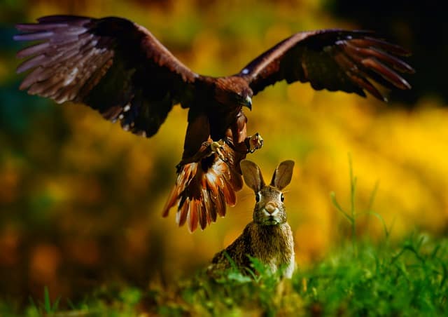 How Do Rabbits Protect Themselves From Predators? 8 Natural Defenses