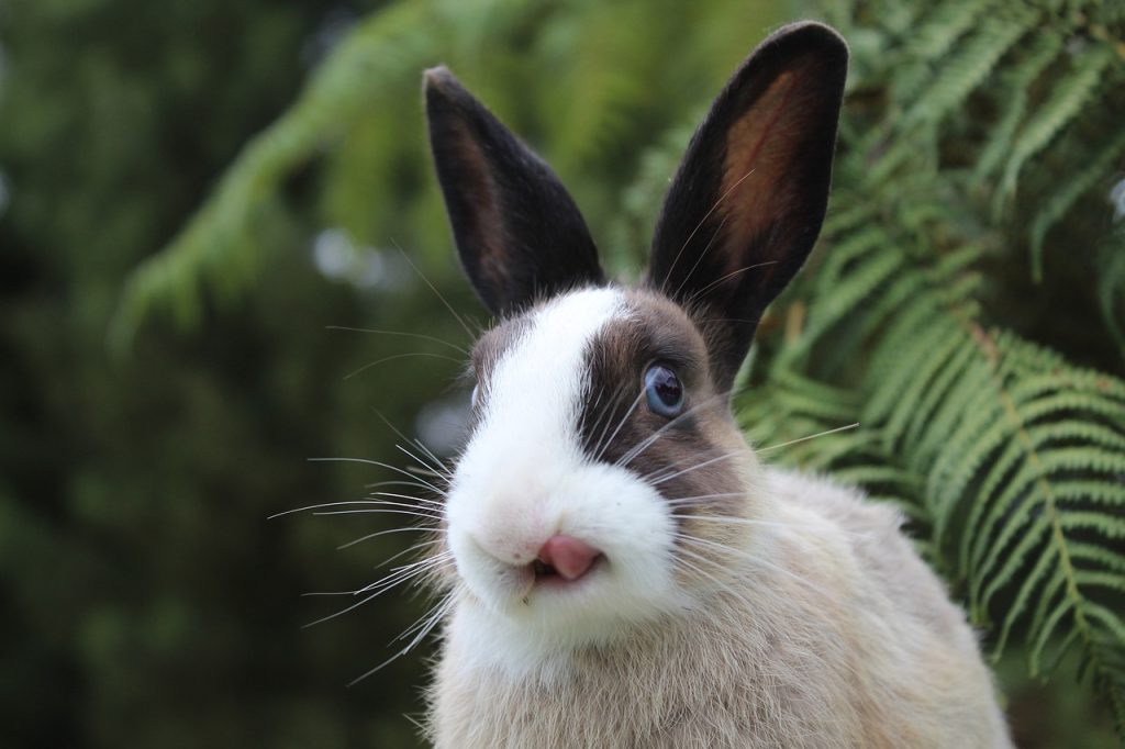 Close-up of a rabbit with its tongue out showing licking behavior