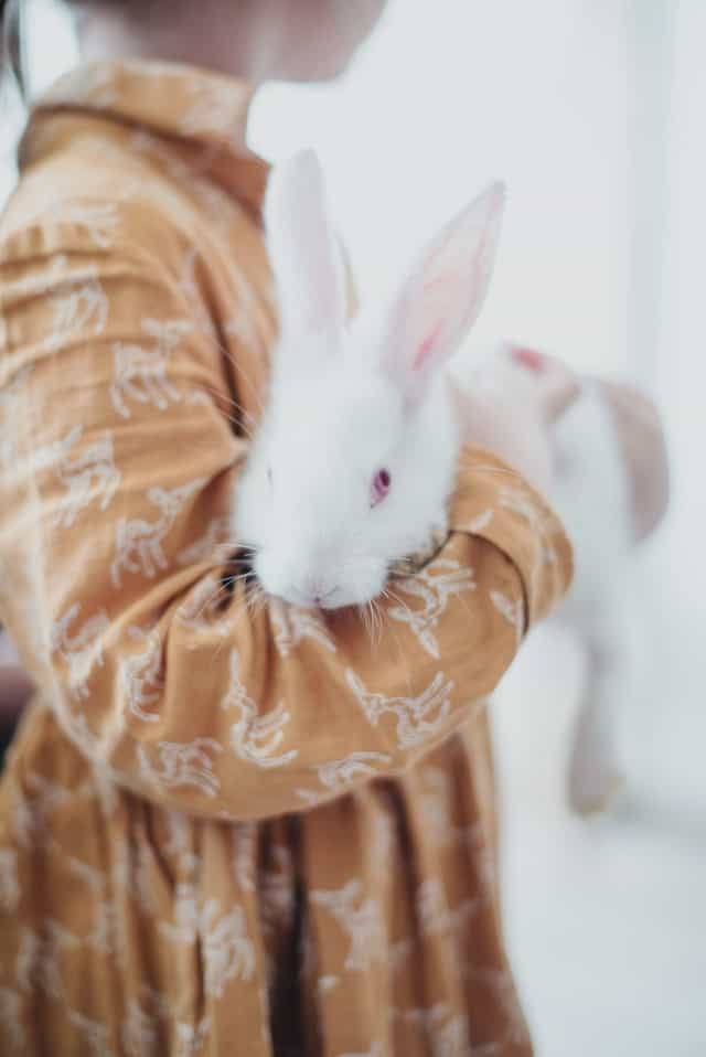 A new pet rabbit sitting cautiously in its enclosure watching its owner