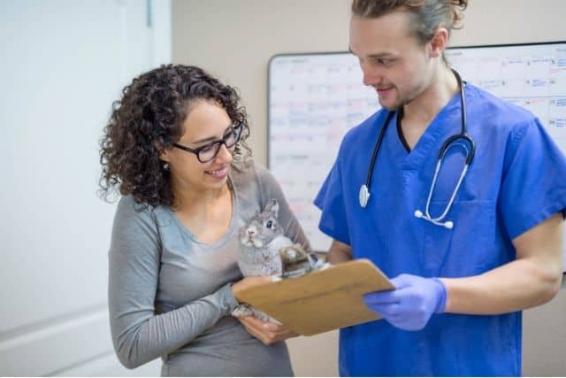 Can Rabbits Eat Before Surgery?