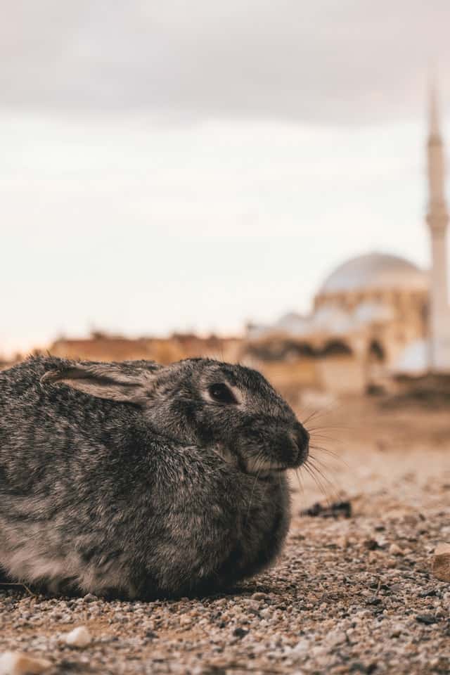 Why Is My Rabbit Shaking And Laying Down: 4 reasons (with proven solution)