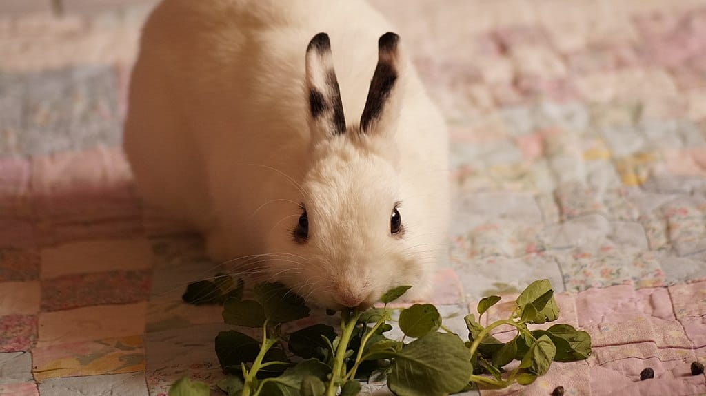 Can Rabbits Eat Spinach? Safe Feeding Guide for Rabbit Owners