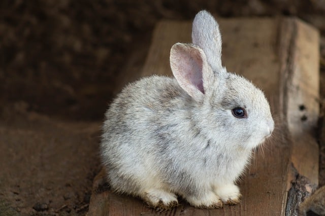baby rabbit