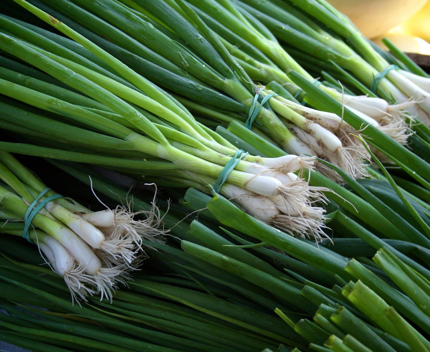 Can Rabbits Eat Green Onions? Here's why not.