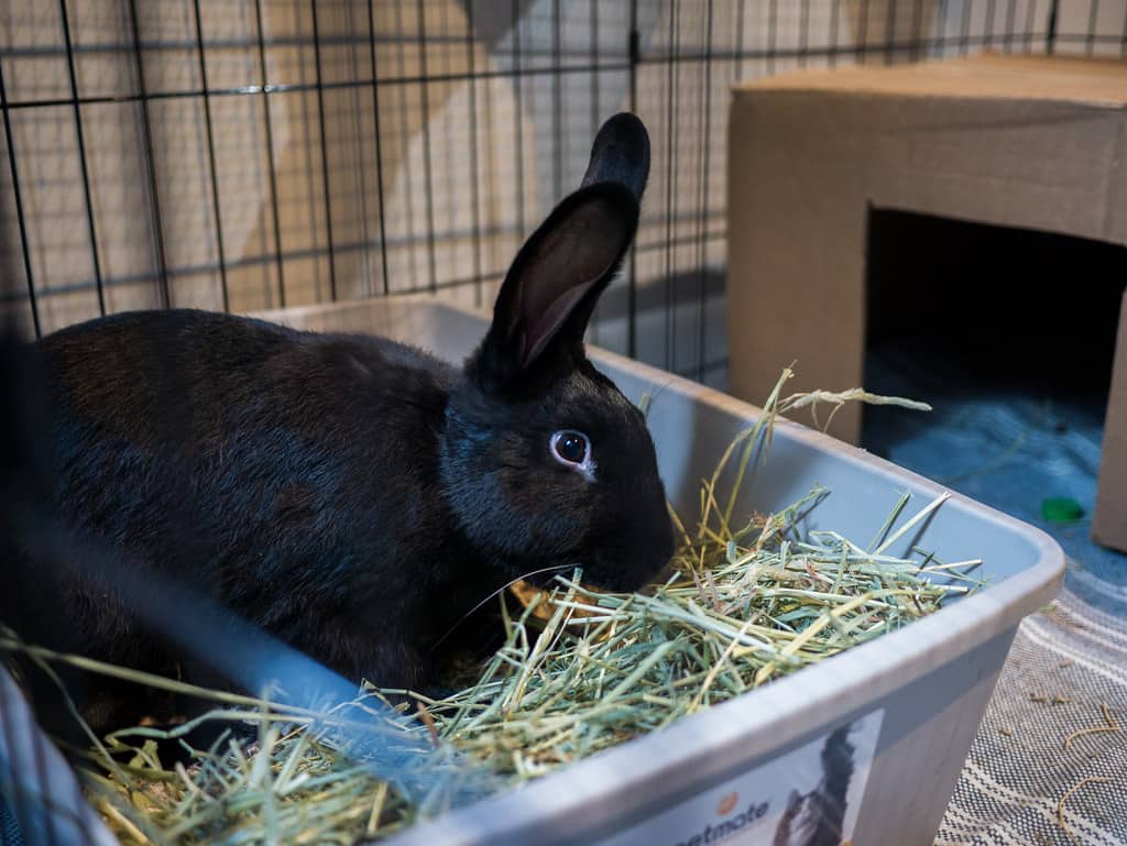 Rabbit eating hay from a feeder
