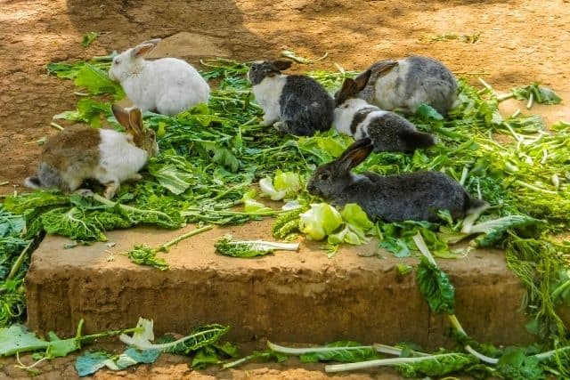 Can Rabbits Eat Cabbage? Safe Feeding Guide for 2026