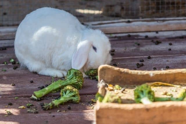 A white rabbit eating broccoli which is high in starch and should only be given sparingly