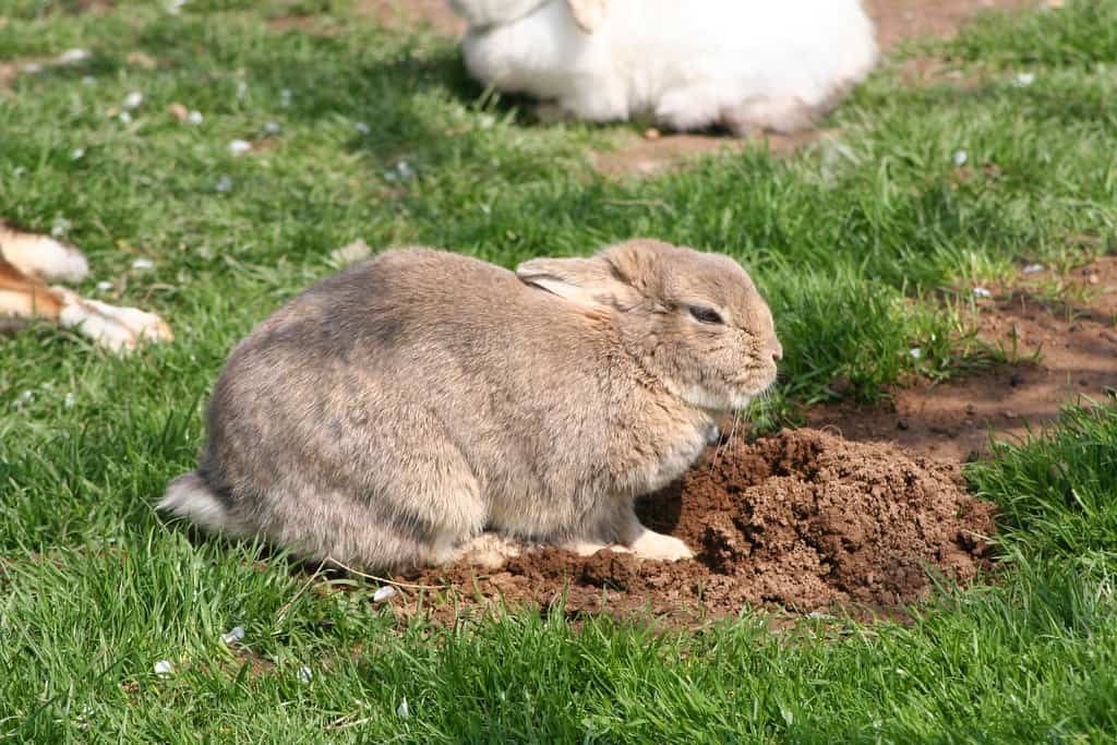 Wild rabbit entering a burrow hole in the ground to escape a predator