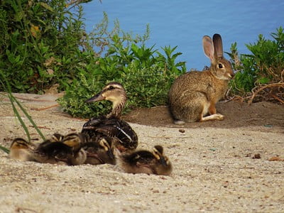 Can Rabbits Eat Duck Food?