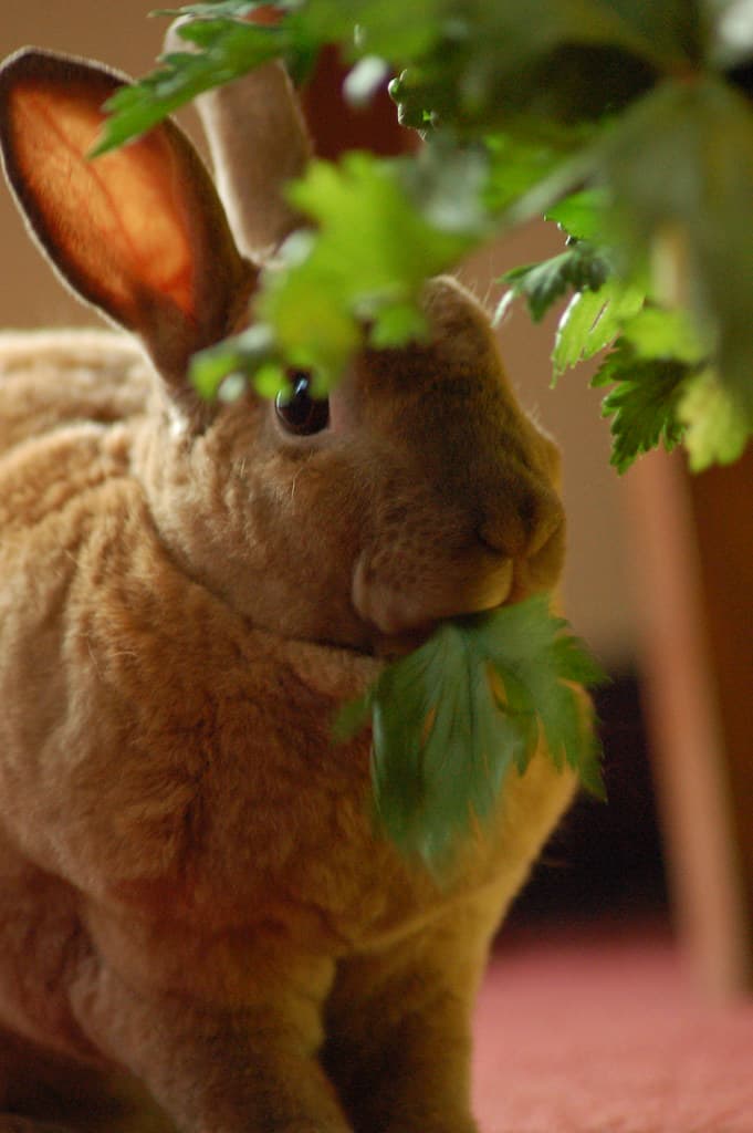 Can Rabbits Eat Celery? Safe Feeding Guide for 2026