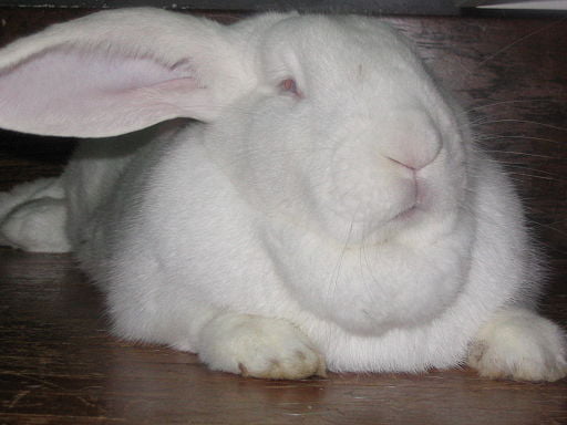A rabbit being examined by a veterinarian after a choking emergency