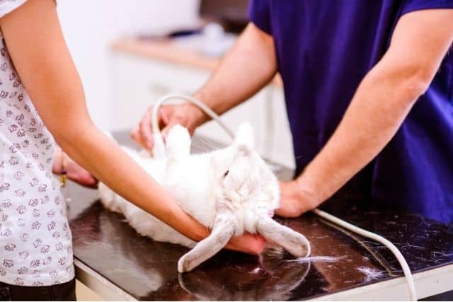Rabbit Has Poop Stuck to Its Bum: Causes, Cleaning, and Prevention