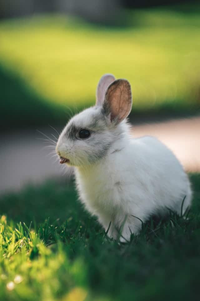 A young white rabbit standing in a garden