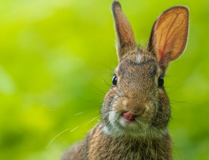 A brown rabbit on green grass that could accidentally eat edamame from a garden