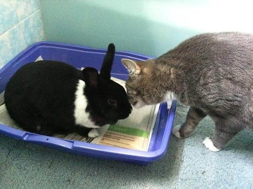 A rabbit sitting in a litter box next to a curious cat