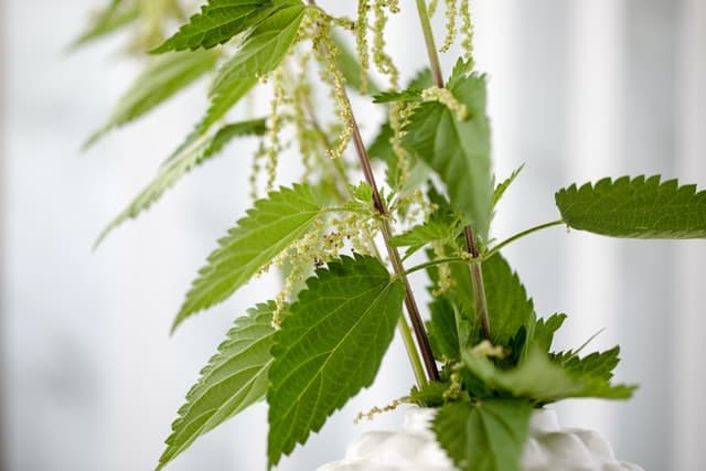 A nettle plant