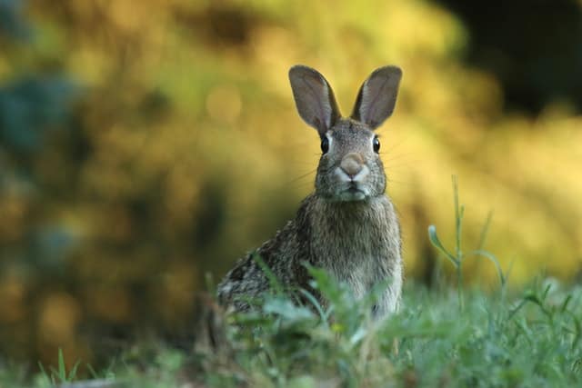 A brown rabbit foraging for radishes in a garden