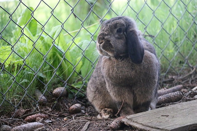 A rabbit playing outside to file their nails