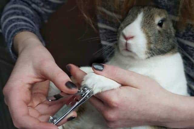 What To Do If Your Rabbit's Nail Is Bleeding?