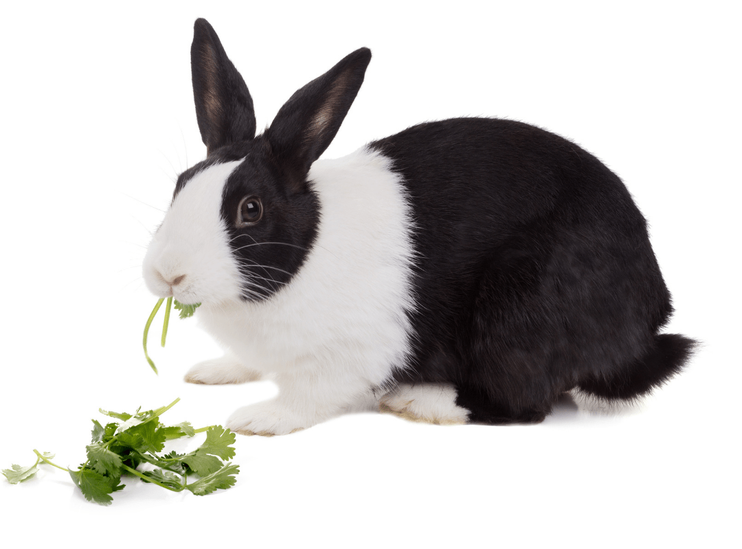 Can Rabbits Eat Cilantro? Safe Herb Feeding Guide for 2026