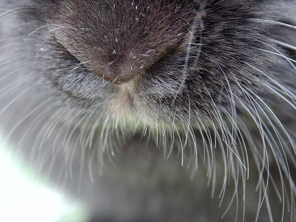 Close-up of a grey rabbit's nose showing the split lip and nostrils that enable nose twitching
