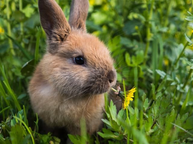 Young rabbit sitting near fresh hay and fruit treats