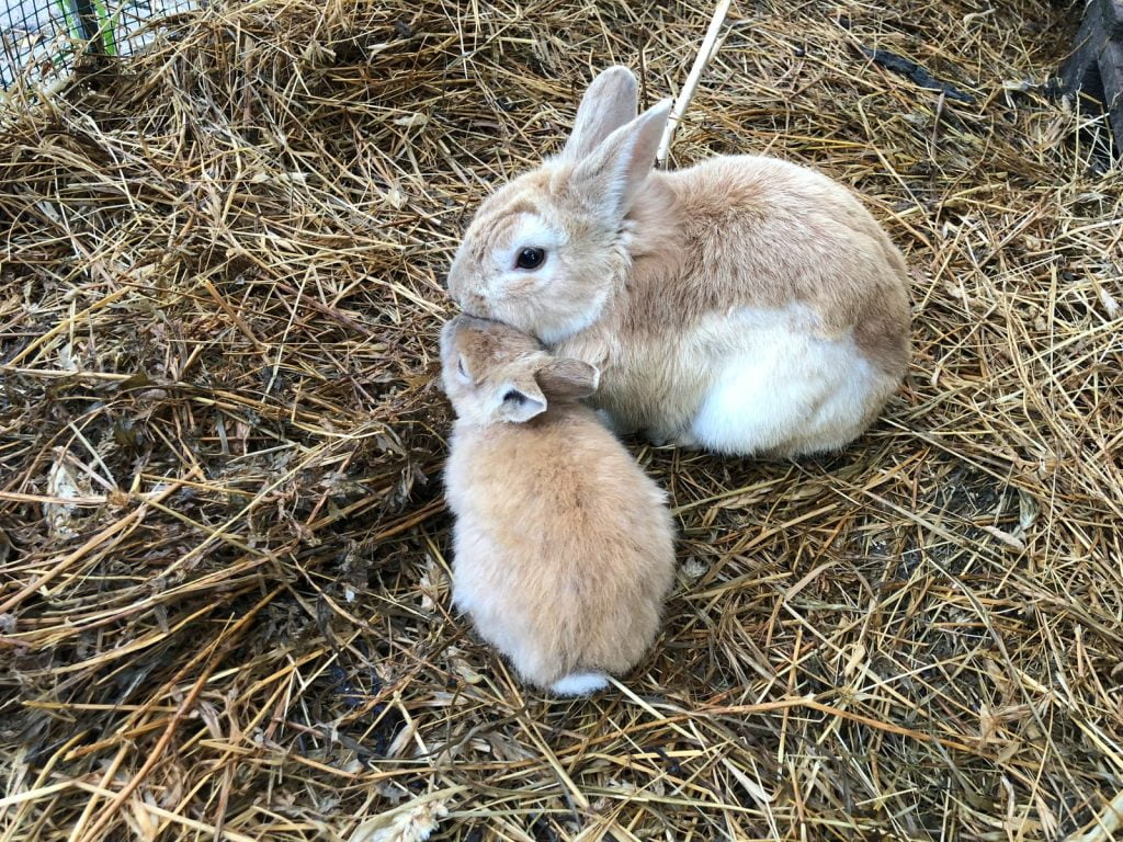 two brown rabbits eating horse hay