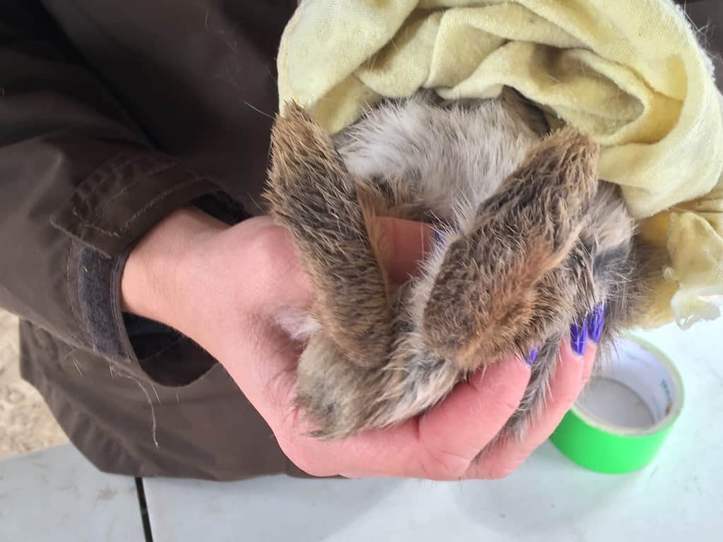 A picture of rabbits feet which shows that it doesnt have split hooves thus its not kosher