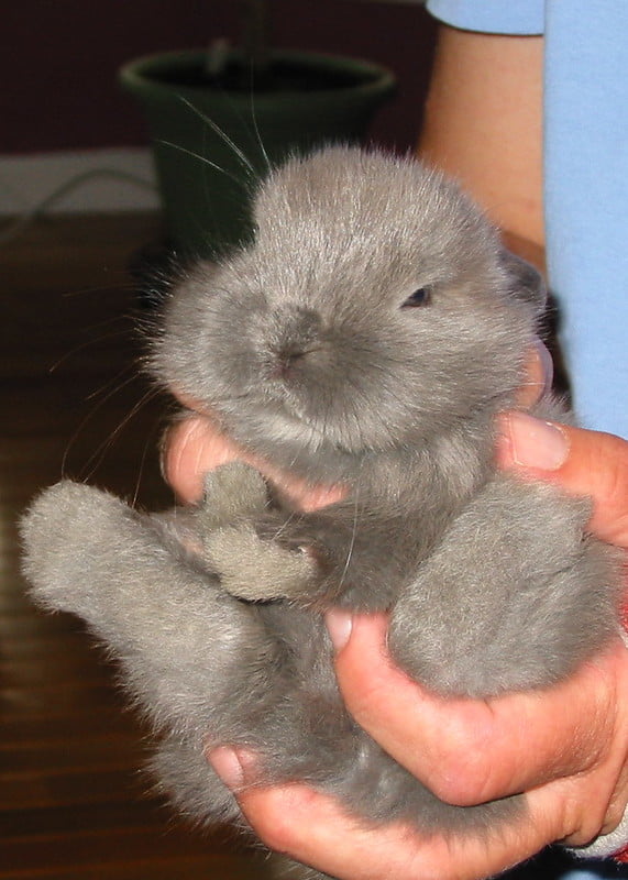 A grey rabbit held on its back showing tonic immobility