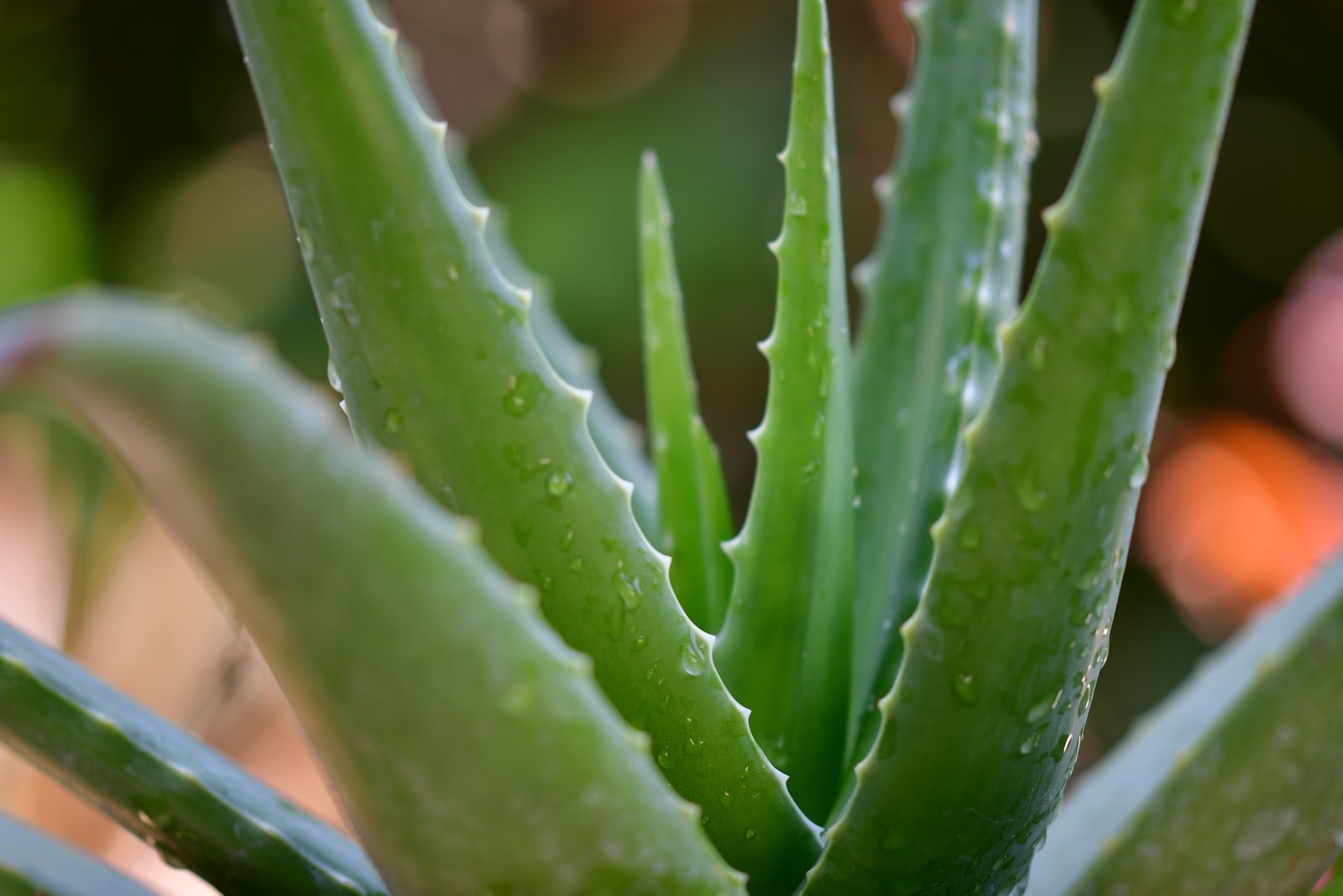 Can Rabbits Eat Aloe Vera?