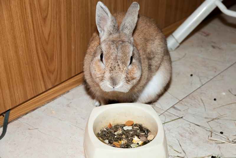 A rabbit eating pellets, which do not grind teeth down like hay does