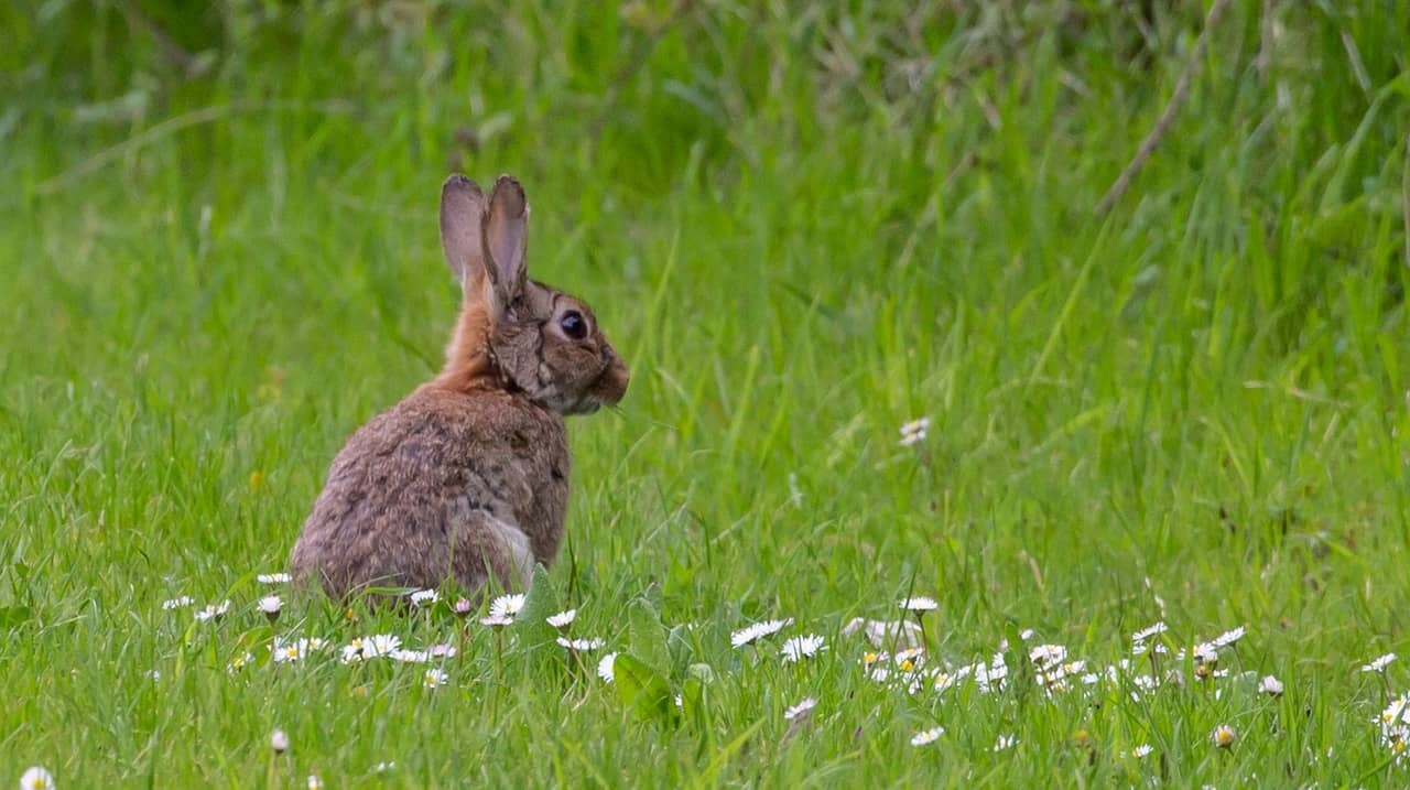 Why Are Rabbits Important To The Ecosystem?