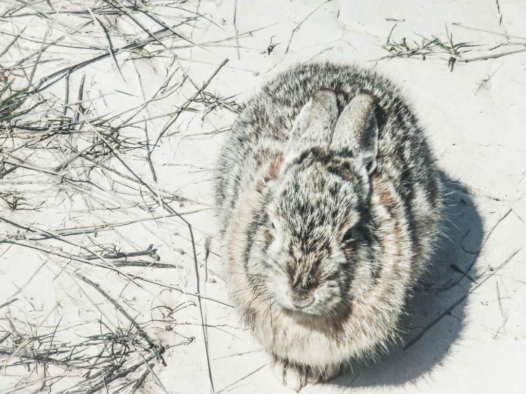 Wild rabbit eating twigs and bark during winter when green vegetation is scarce
