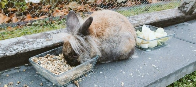 rabbit protecting its food