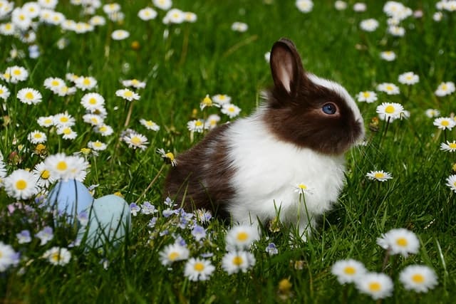 A rabbit standing in a cherry field surrounded by trees