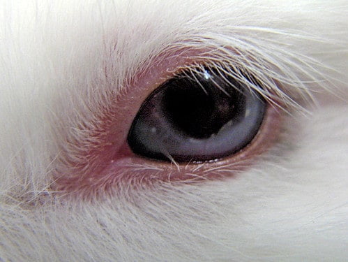 Close-up of a rabbit's eye showing a milky cloudiness that may indicate cataracts or early vision loss.