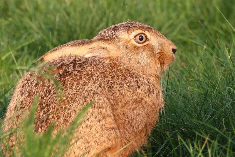 Can Rabbits Die From Loud Noises?