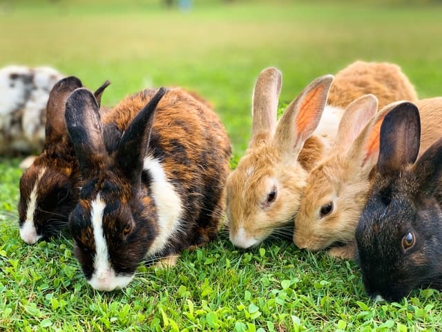 Rabbits eating fresh papaya pieces as a healthy treat