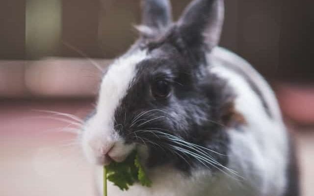 Rabbit looking lethargic and refusing to eat, showing signs of potential GI stasis
