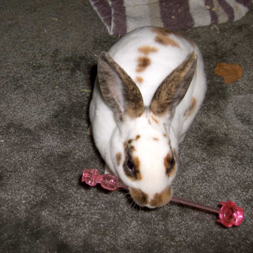 Rabbit biting and playing with a toy for mental enrichment
